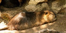 Coipú (Myocastor coypus)