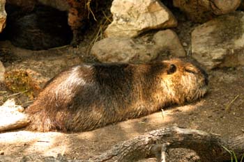 Coipú (Myocastor coypus)