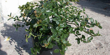 Chaparral "Ceanothus thyrsiflrus repens"