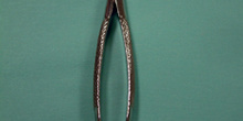 Fórceps molares (cuerno de vaca)