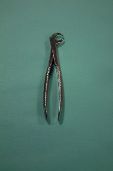 Fórceps molares (cuerno de vaca)