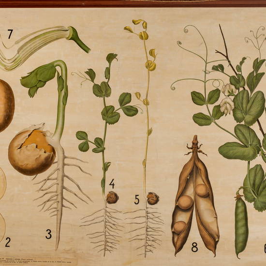 IES_LOPEDEVEGA_CIENCIASNATURALES_031