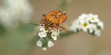 Chinche de escudo (Carpocoris fuscispinus)