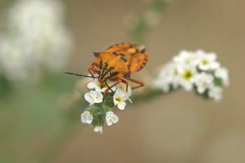 Chinche de escudo (Carpocoris fuscispinus)