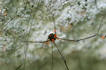 Opilión (Opilionida)