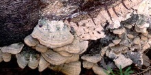 Trametes sp.