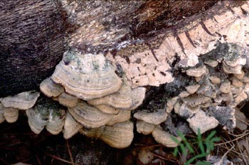 Trametes sp.