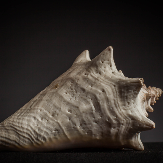 IES_CARDENALCISNEROS_CONCHAS_109