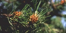 Pino negro - Flor (Pinus uncinata)