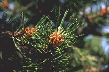 Pino negro - Flor (Pinus uncinata)