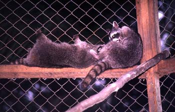 Mapaches en el zoológico de Flores, Guatemala