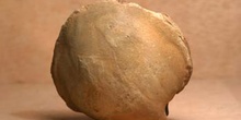 Venus sp. (Molusco-Bivalvo) Mioceno