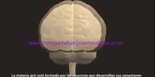 Desarrollo cerebral