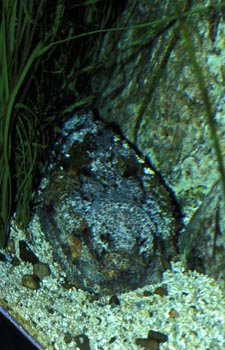 Pez piedra (Synanceia verrucosa)