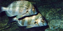 Sargo (Diplodus servinus)