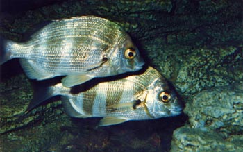 Sargo (Diplodus servinus)