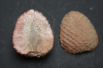 Araucaria mirabilis - piña (Conifera) Jurásico