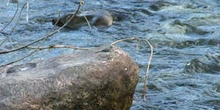 Lavandera boyera - Hembra (Motacilla flava)