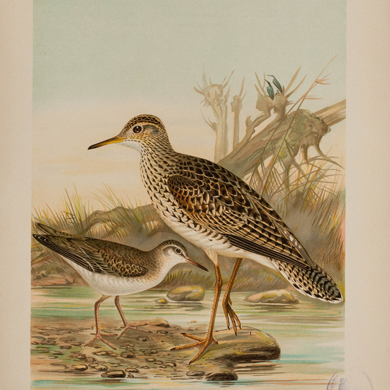 IES_CARDENALCISNEROS_AVES_LAMINAS_022