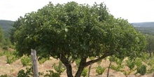 Higuera - Porte (Ficus carica)