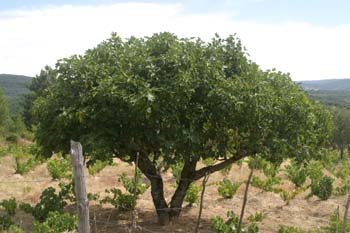 Higuera - Porte (Ficus carica)