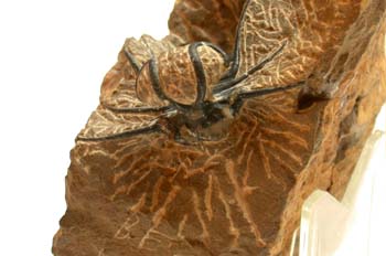 Dicranurus monstruosus (Trilobites) Devónico