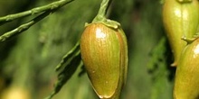 Cedro blanco de California - Piñas (Calocedrus decurrens)