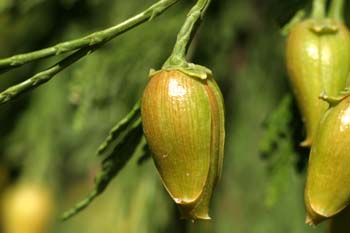 Cedro blanco de California - Piñas (Calocedrus decurrens)