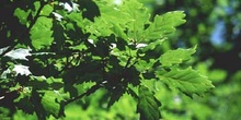 Roble albar - Hoja (Quercus petraea)