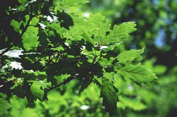 Roble albar - Hoja (Quercus petraea)