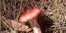 Russula emetica