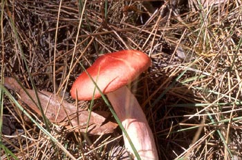 Russula emetica