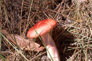 Russula emetica