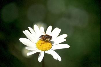 Mosca zángano (Eritalis tenax)