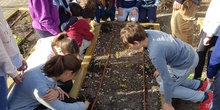 5º PLANTA EN EL HUERTO_CEIP FDLR_LAS ROZAS 6
