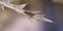 Longicorno de los cardos (Agapanthia anularis)