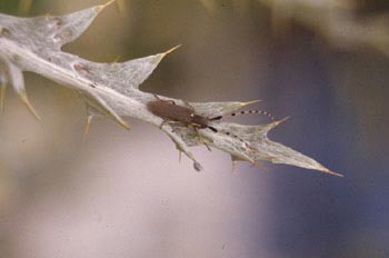 Longicorno de los cardos (Agapanthia anularis)