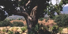 Madroño - Tronco (Arbutus unedo)