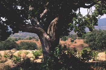 Madroño - Tronco (Arbutus unedo)