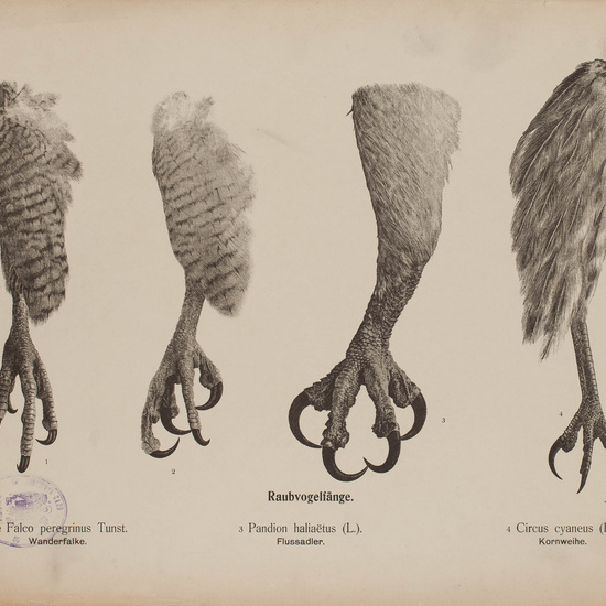 IES_CARDENALCISNEROS_AVES_LAMINAS_217