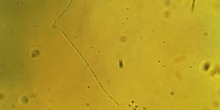 Geminella Alga verde L-01-04
