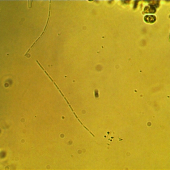 Geminella Alga verde L-01-04