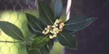 Laurel - Hojas/Flores Fem (Laurus nobilis)