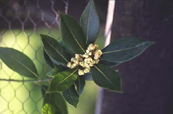 Laurel - Hojas/Flores Fem (Laurus nobilis)