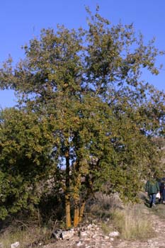 Quejigo - Porte (Quercus faginea)