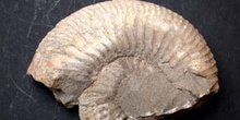 Reineckeia plana (Ammonites) Jurásico