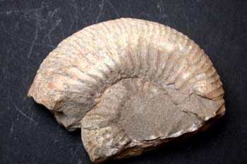 Reineckeia plana (Ammonites) Jurásico