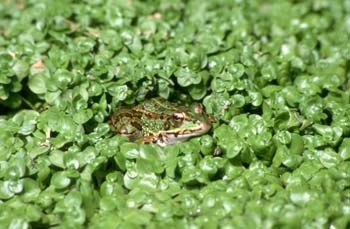 Rana común (Rana perezi)