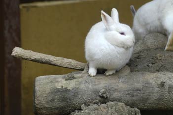 Conejo blanco