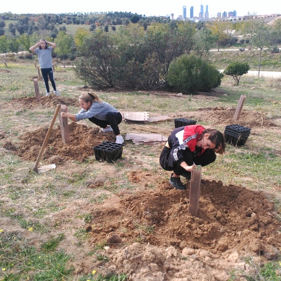 Plantación en el parque forestal de Valdebebas 2019 25